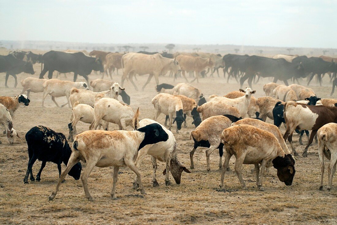 Masai livestock