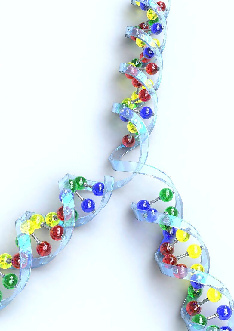 DNA replication,artwork
