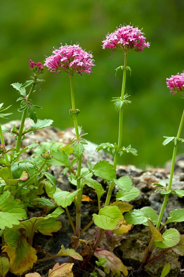 Pretty betsy (Centranthus macrosiphon)