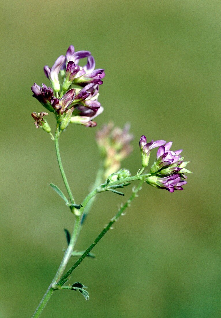 Purple milk vetch (Astragalus danicus)