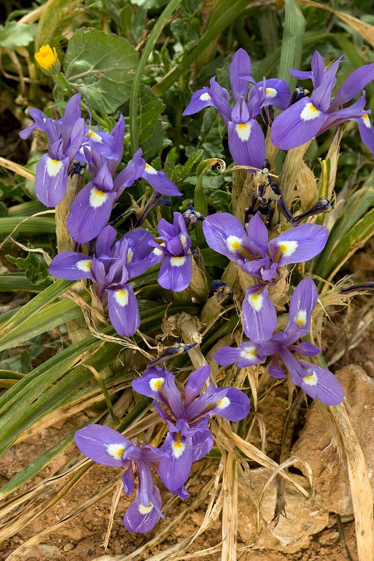 Spanish nut (Gynandiris sisyrinchium)