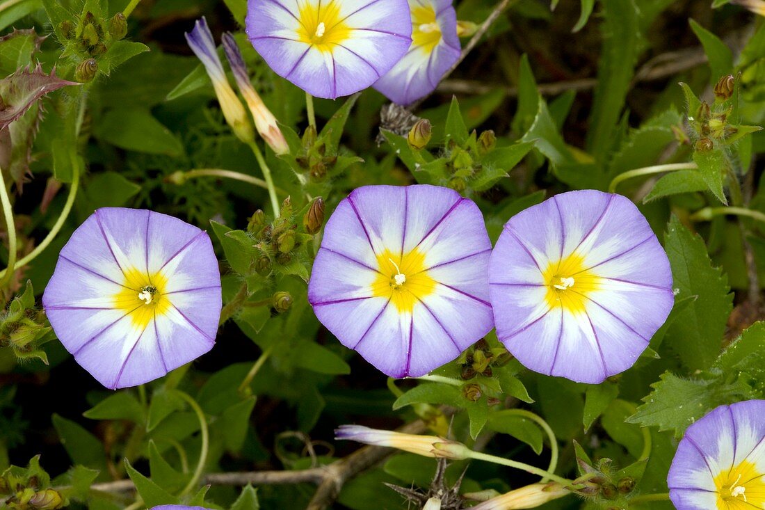 Bindweed (Convolvulus tricolor)