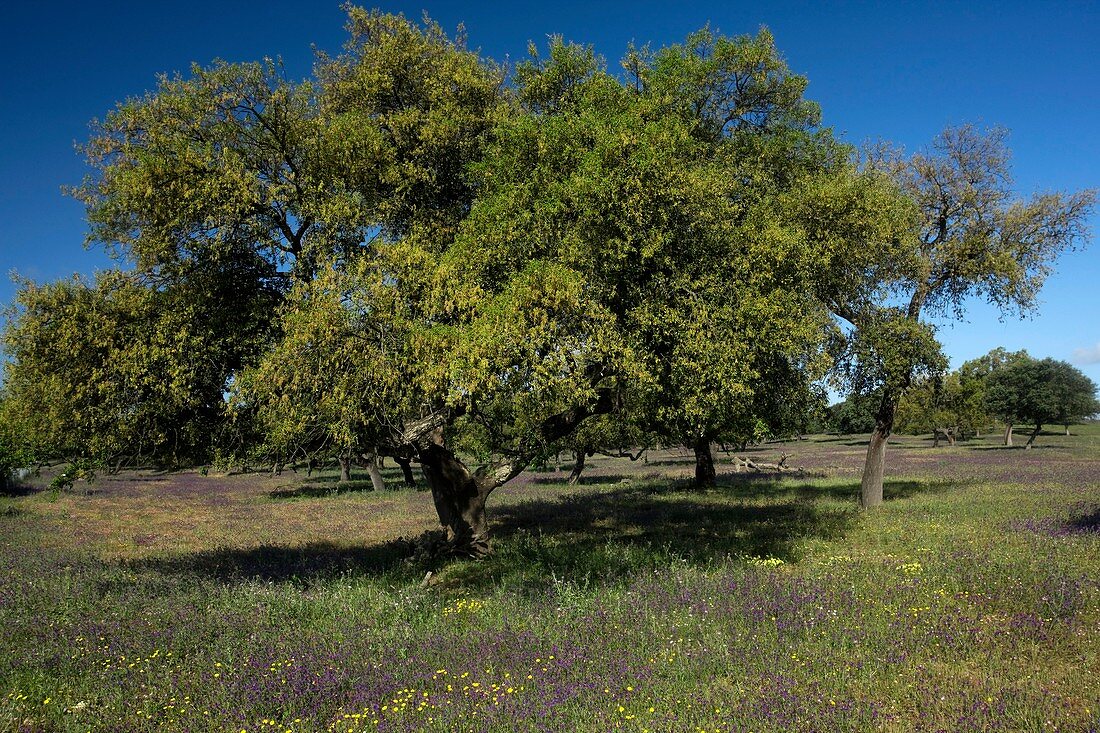Cork oak (Quercus suber) trees