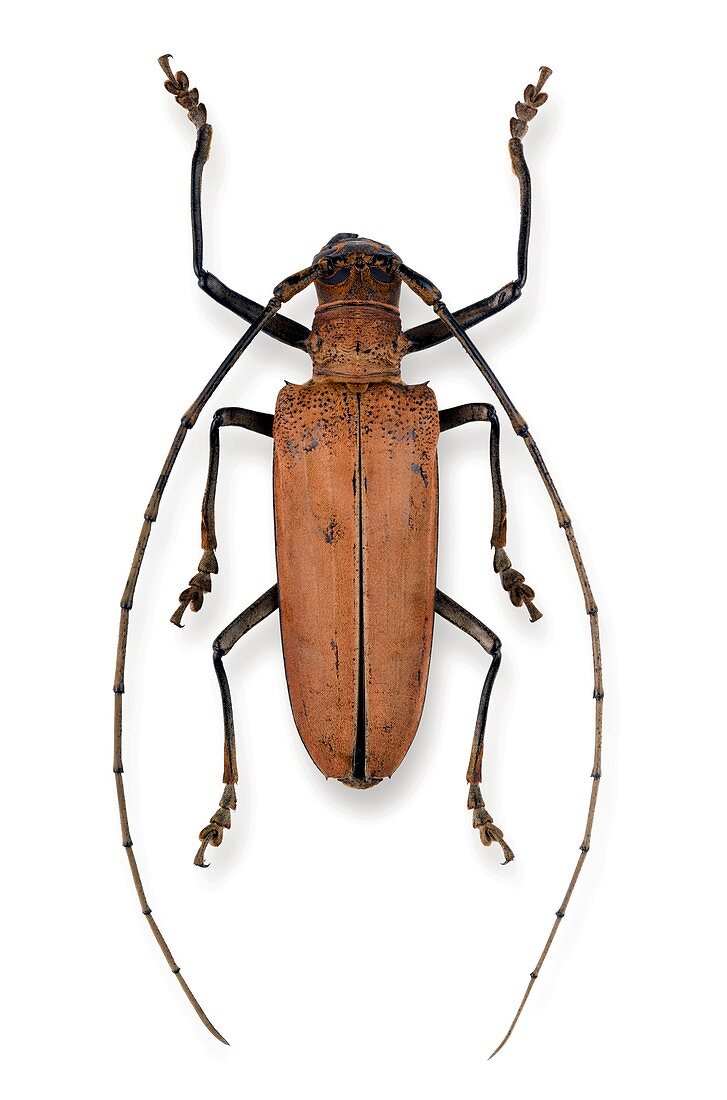 Female Abatocera longhorn beetle