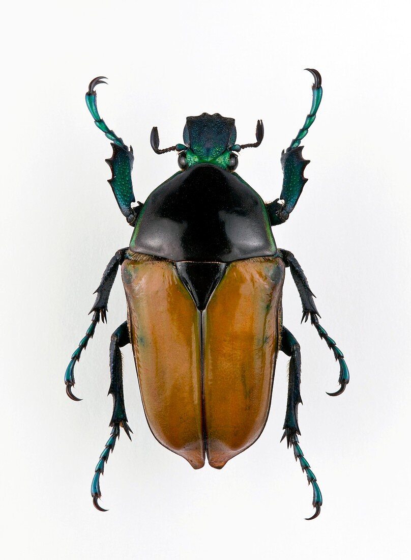 Female Neptunides flower beetle