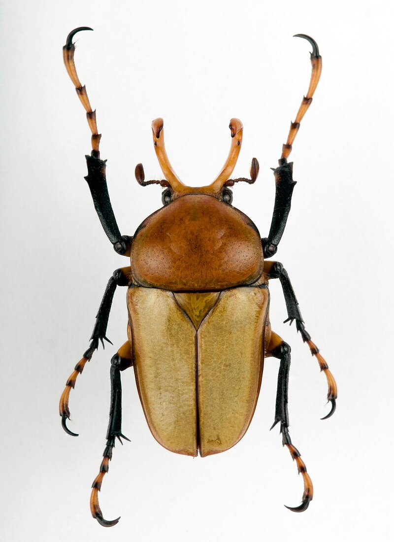 Platynocephalus flower beetle