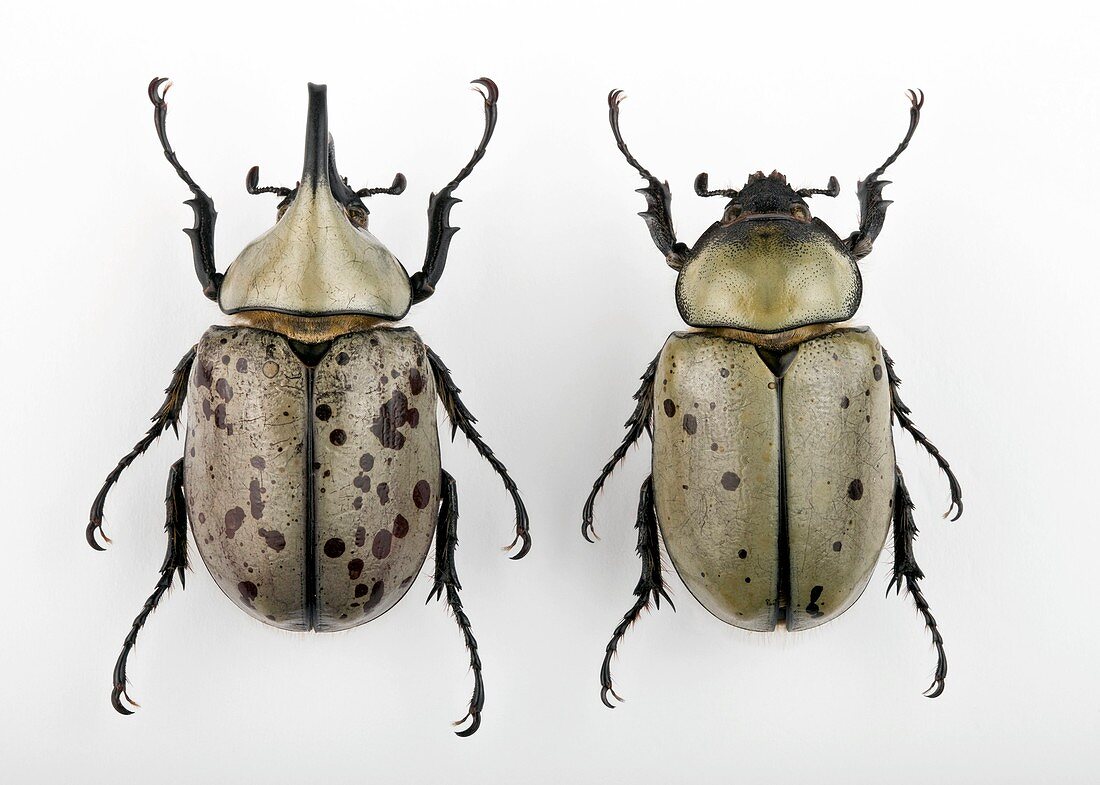 Male and female Grant's rhinoceros beetle