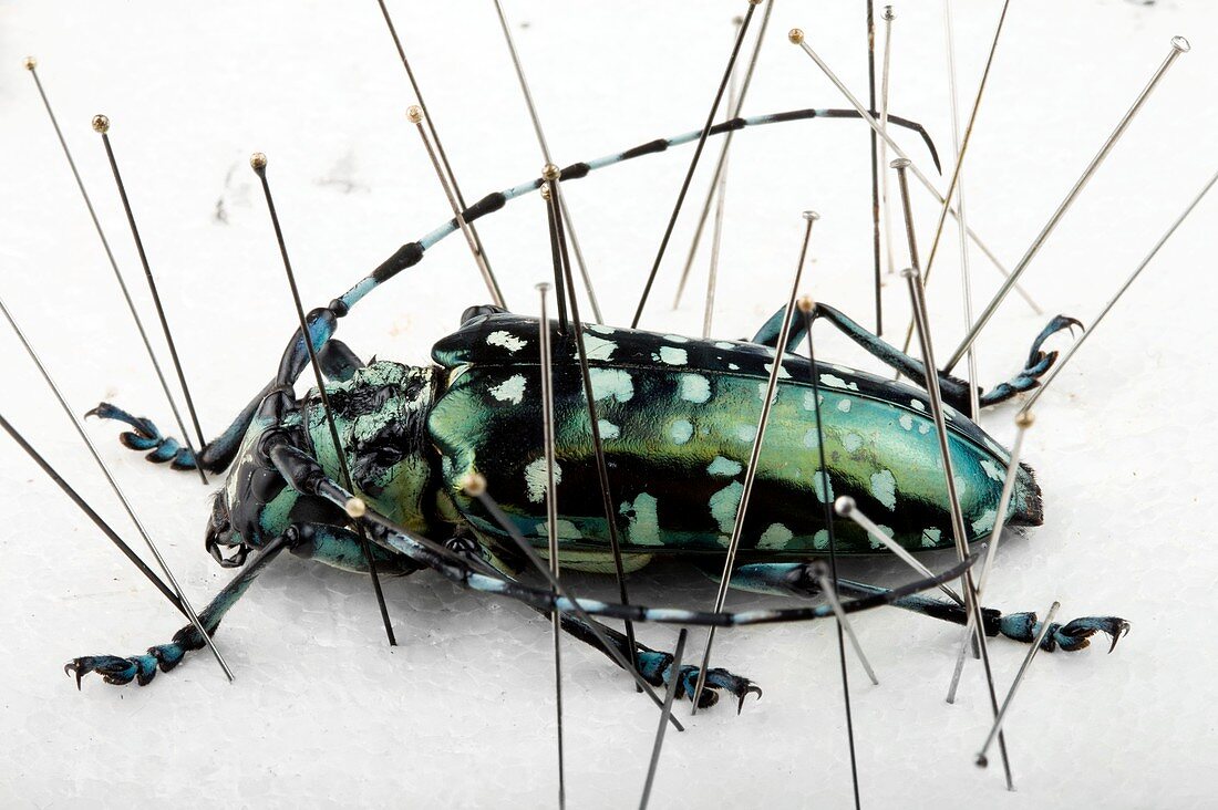 Calloplophora longhorn beetle