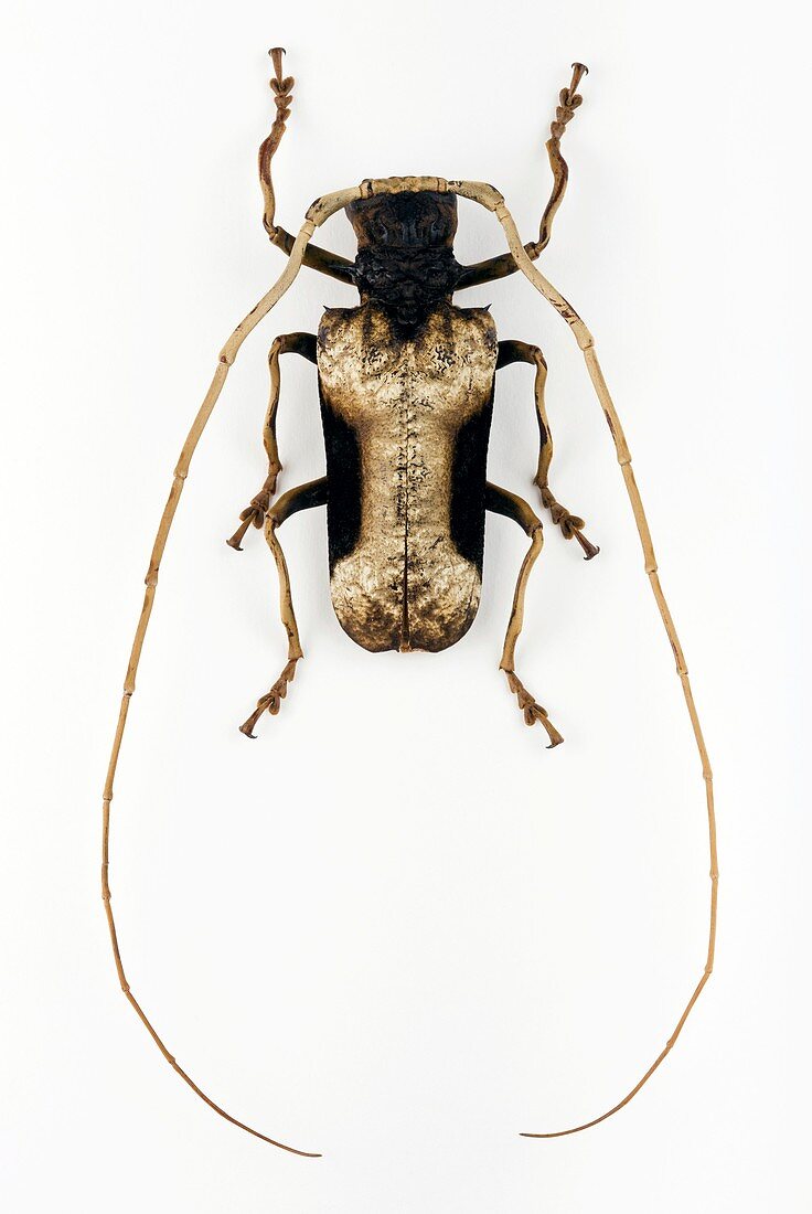 Male Petrognatha longhorn beetle