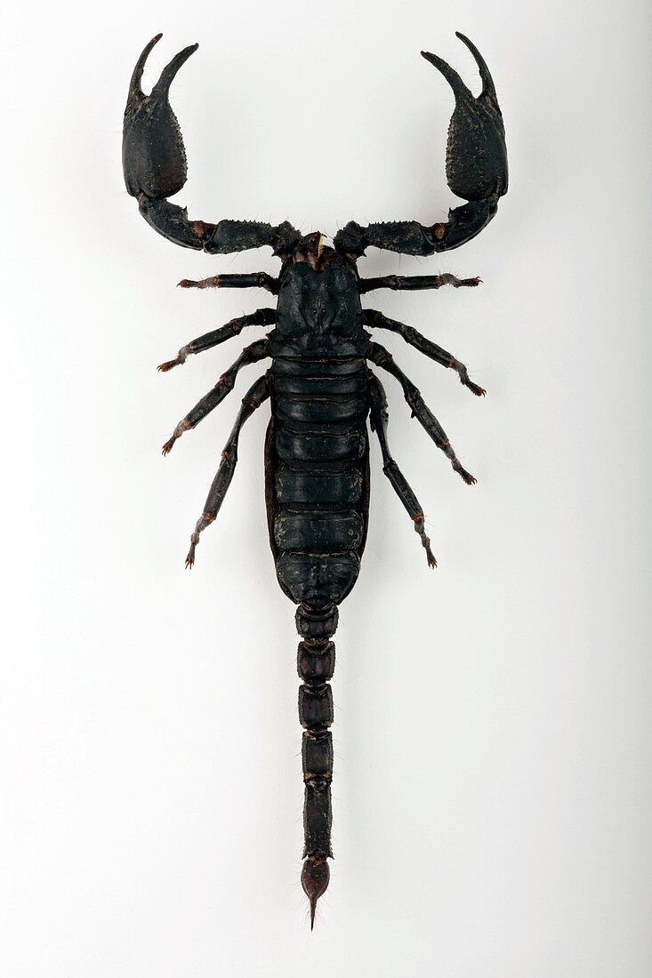 Heterometrus scorpion