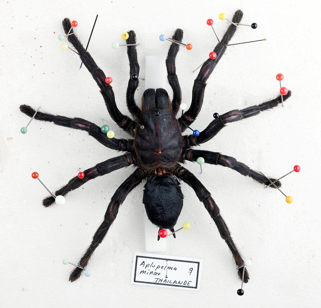 Female Thailand black tarantula