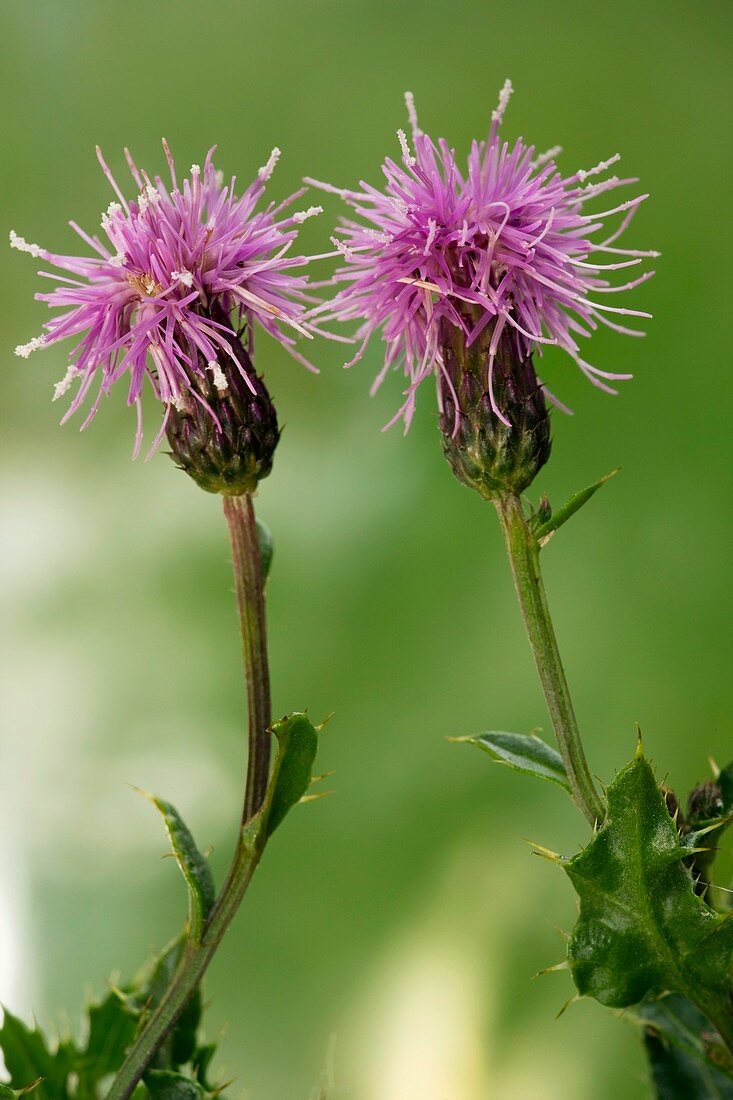 Creeping thistle (Cirsium arvense)