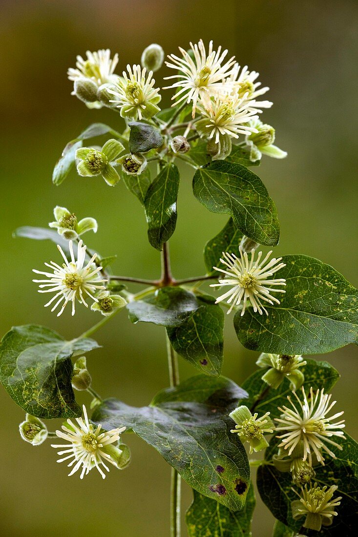 Old man's beard (Clematis vitalba)