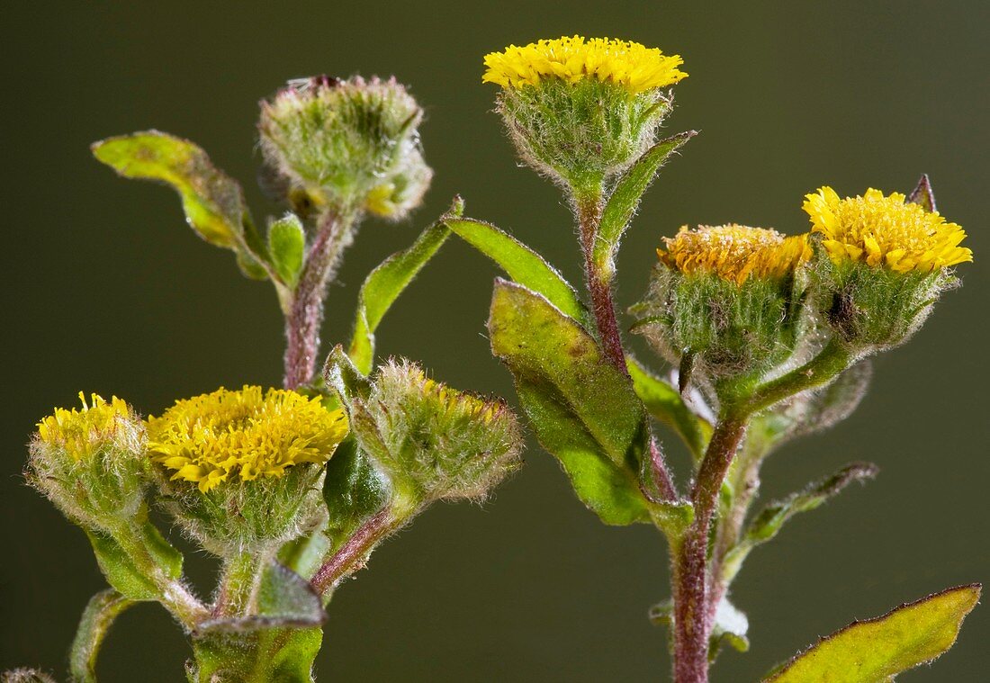 Small fleabane (Pulicaria vulgaris)