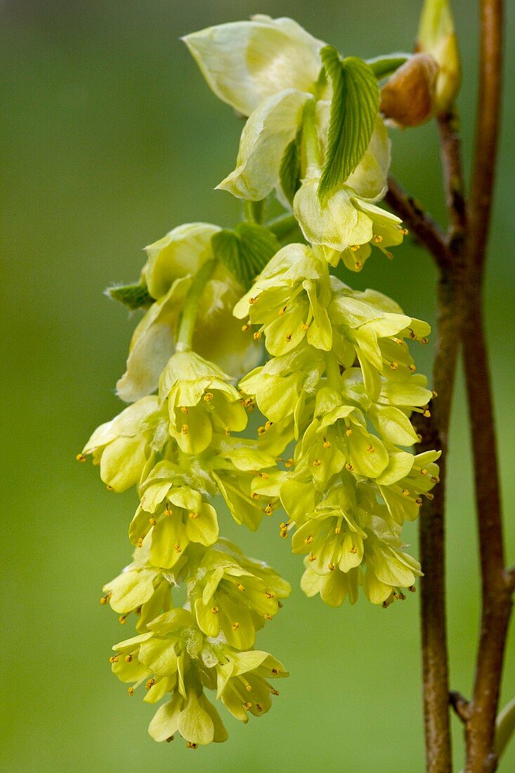 Corylopsis flower (Corylopsis sinensis)