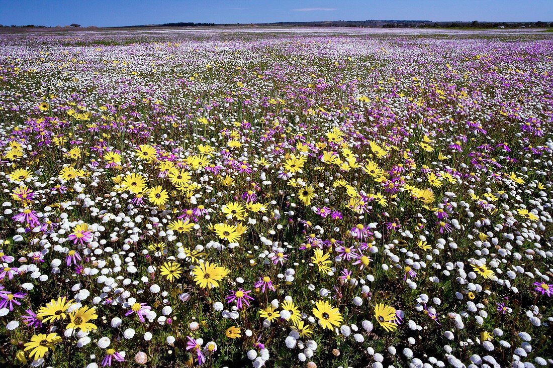 South African wildflowers