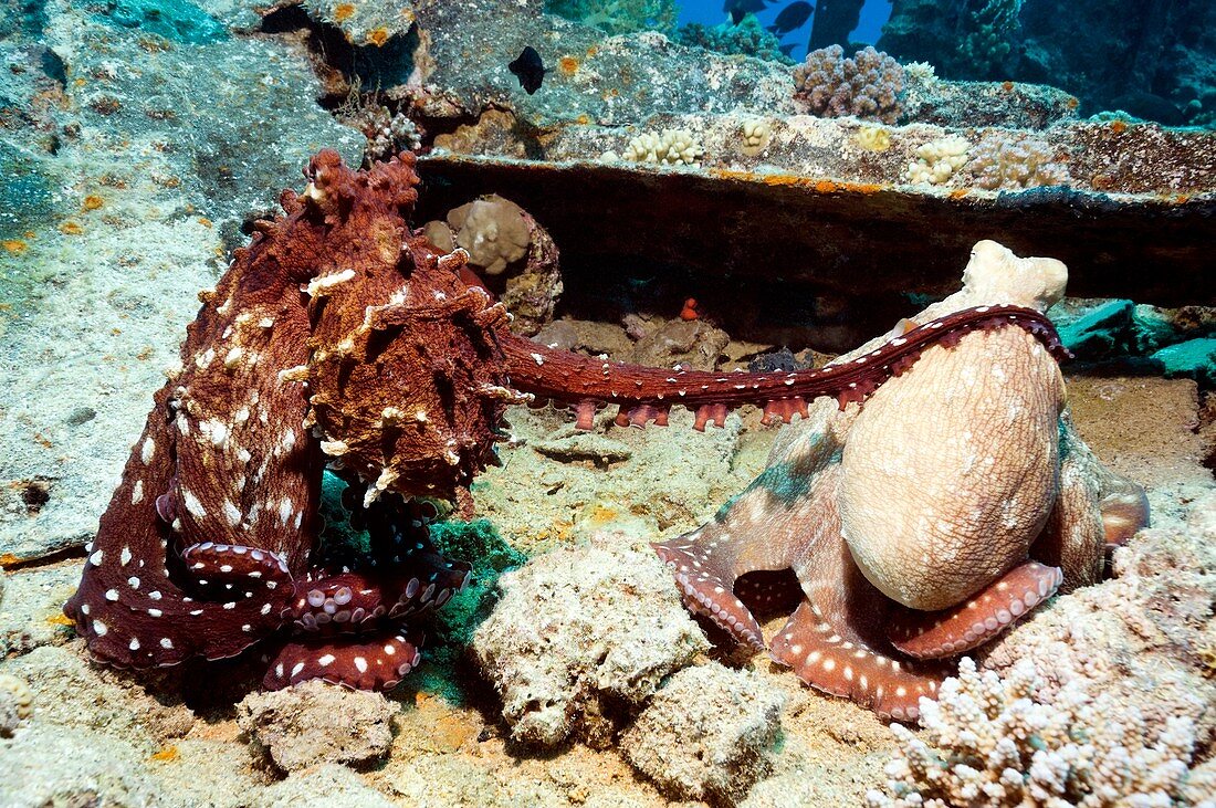 Mating pair of day octopuses