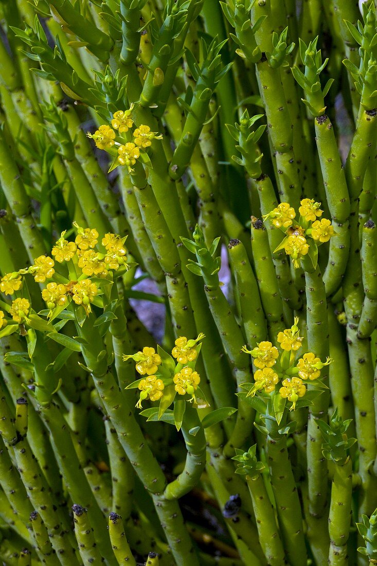 Golden spurge (Euphorbia mauritanicia)