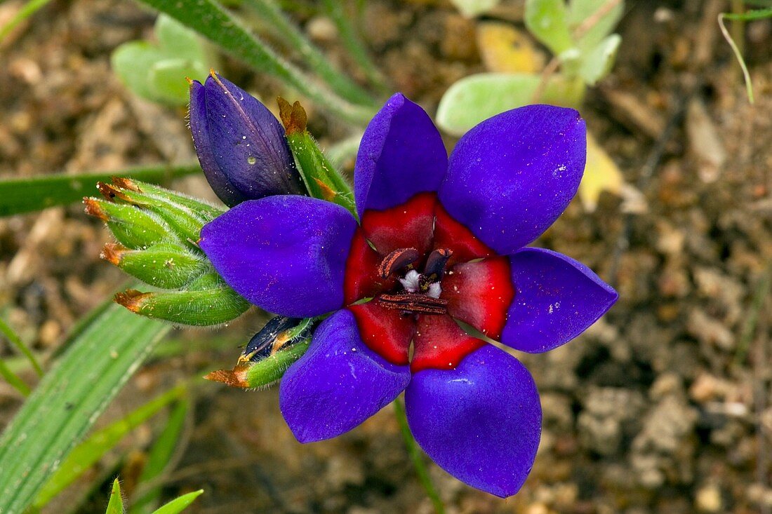 Babiana rubrocyanea flower