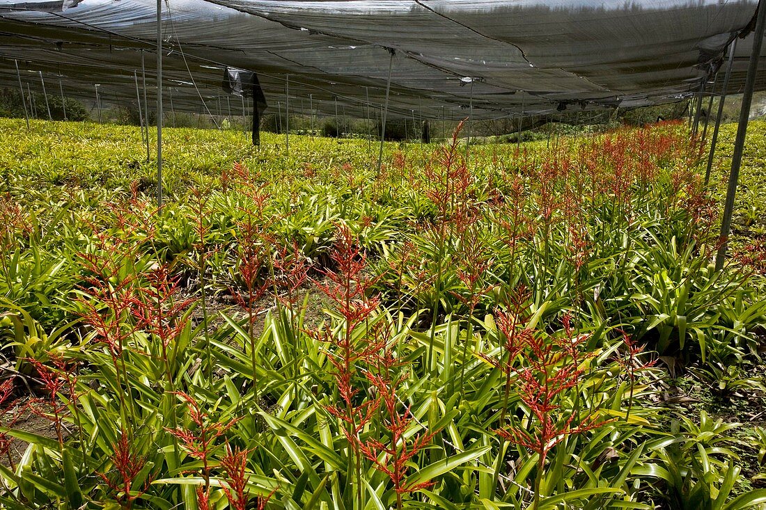 Bromeliads being cultivated