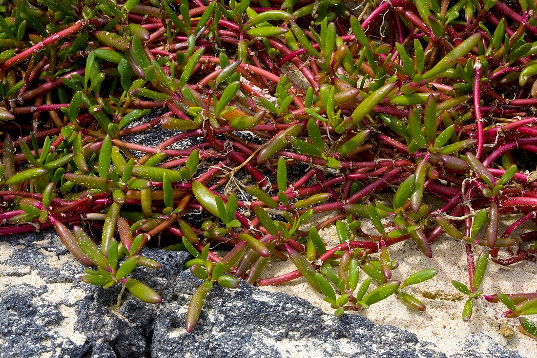 Galapagos carpetweed (S. edmonstonei)