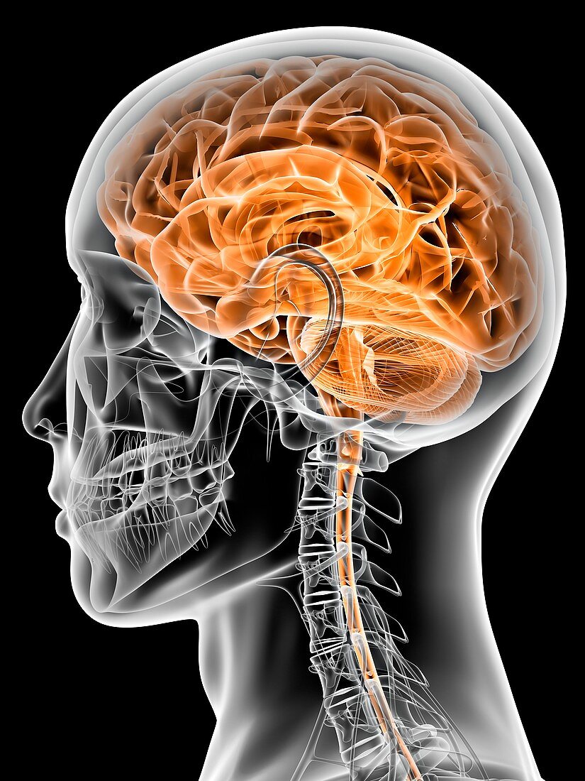 Internal brain anatomy,artwork