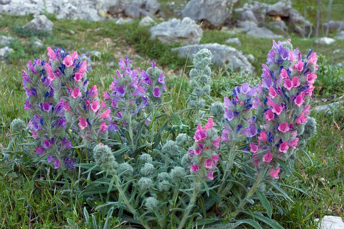 Bugloss (Echium albicans)