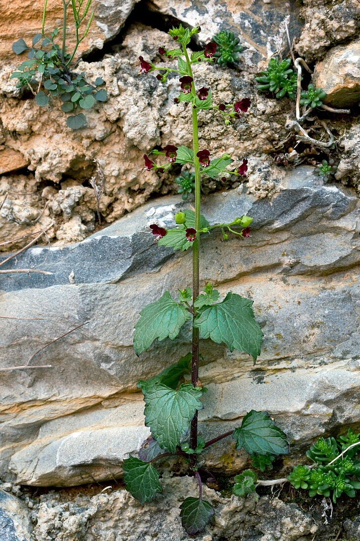 Figwort (Scrophularia peregrina)