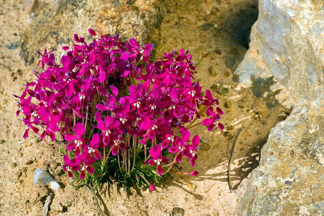 Lapeirousia silenoides flowers