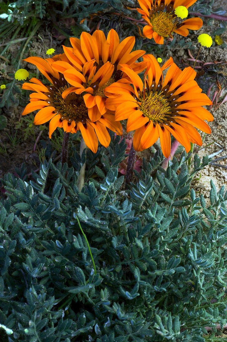 Gazania leiopoda flowers
