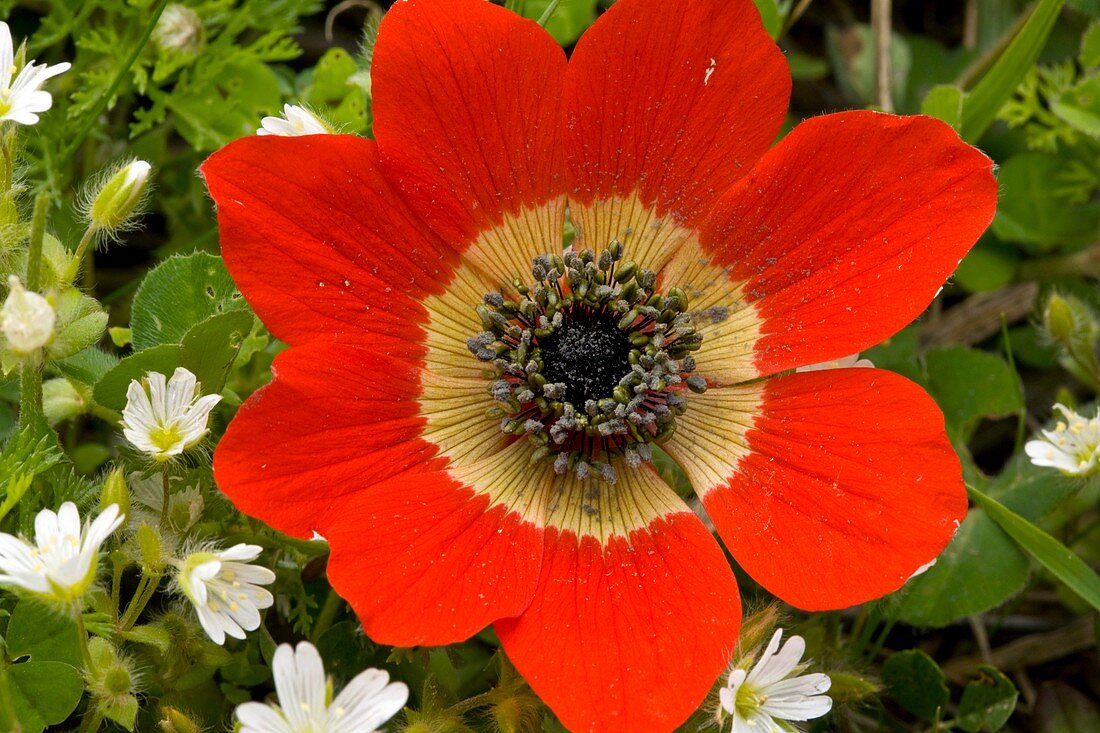 Peacock anemone (Anemone pavonina)