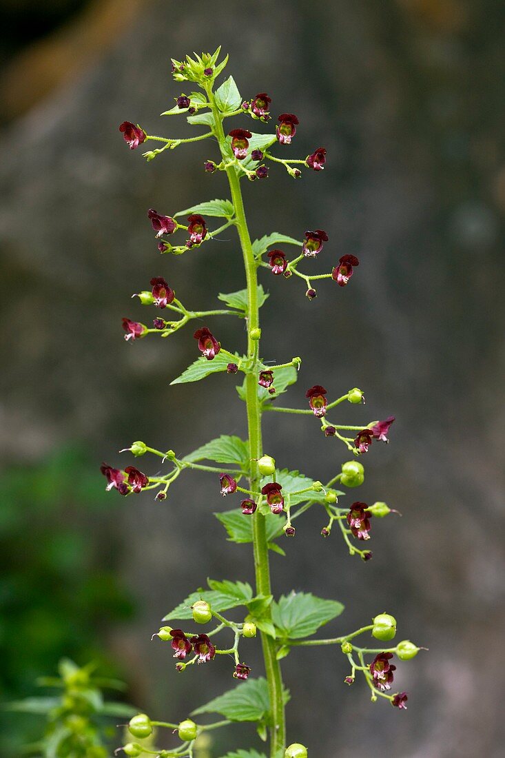 Figwort (Scrophularia peregrina)