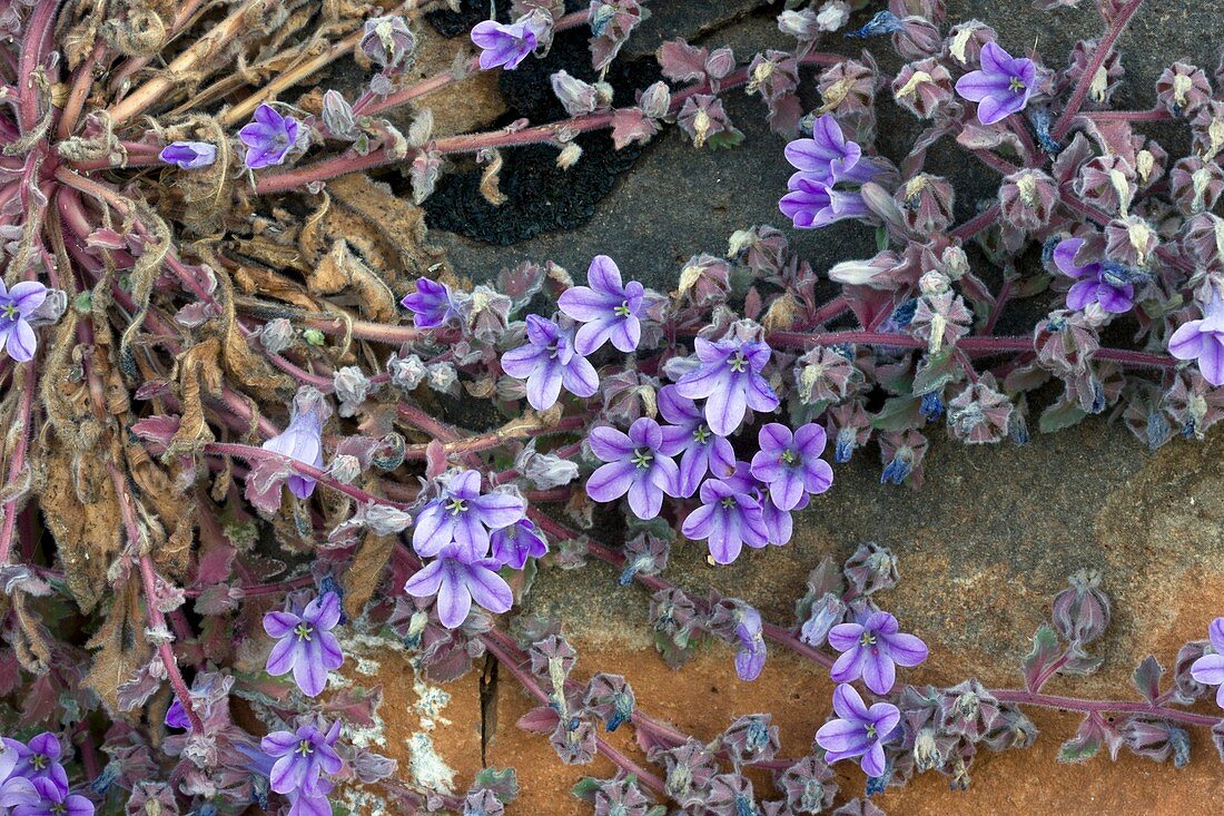 Bellflower (Campanula topaliana)