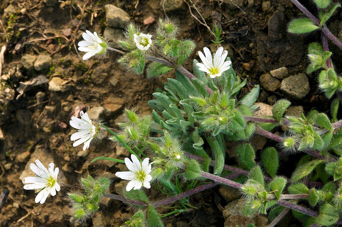 Cerastium illyricum brachiatum