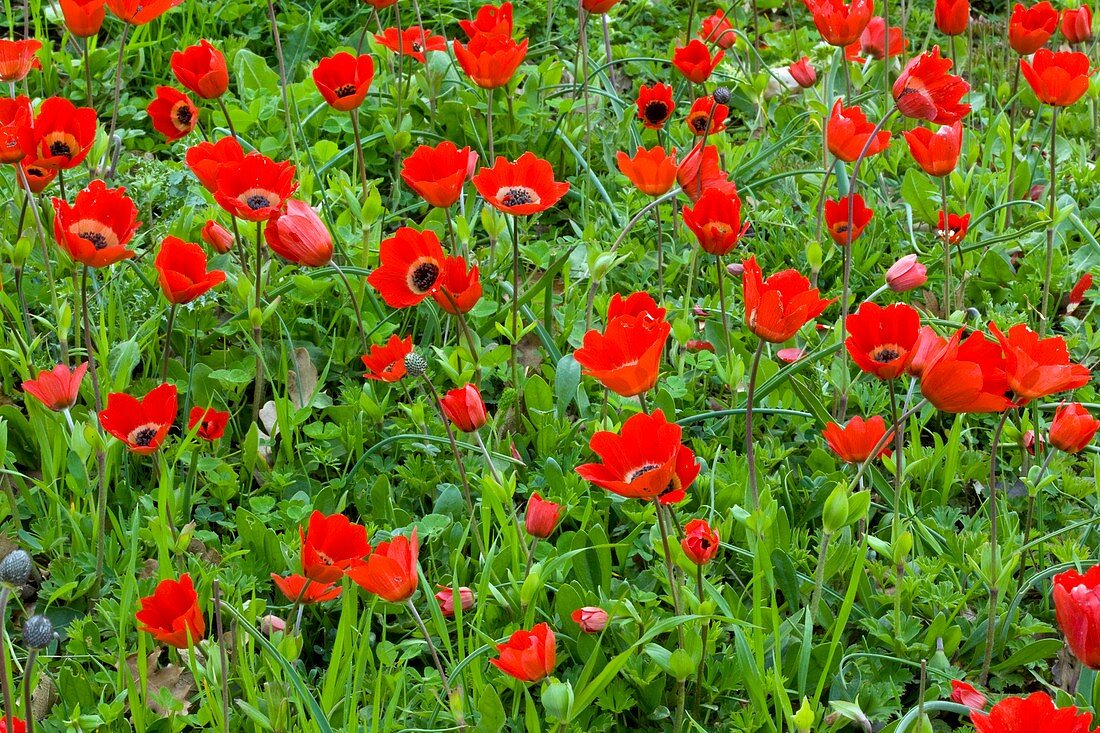 Peacock anemone (Anemone pavonina)