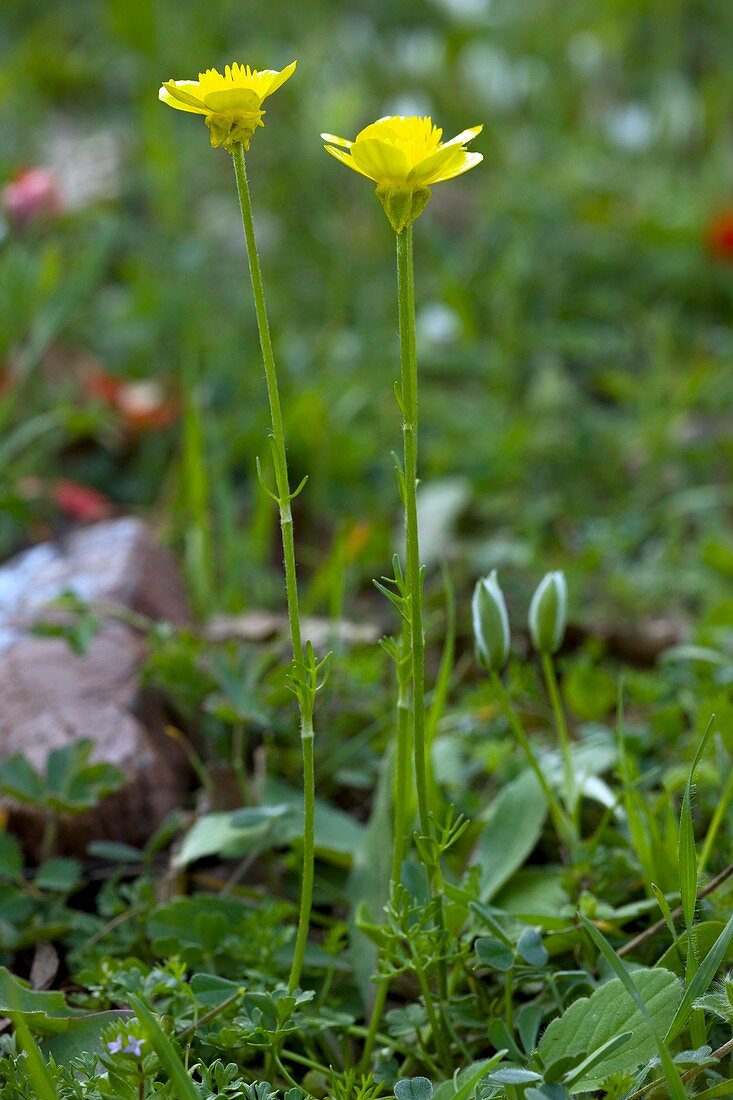 Ranunculus millefoliatus