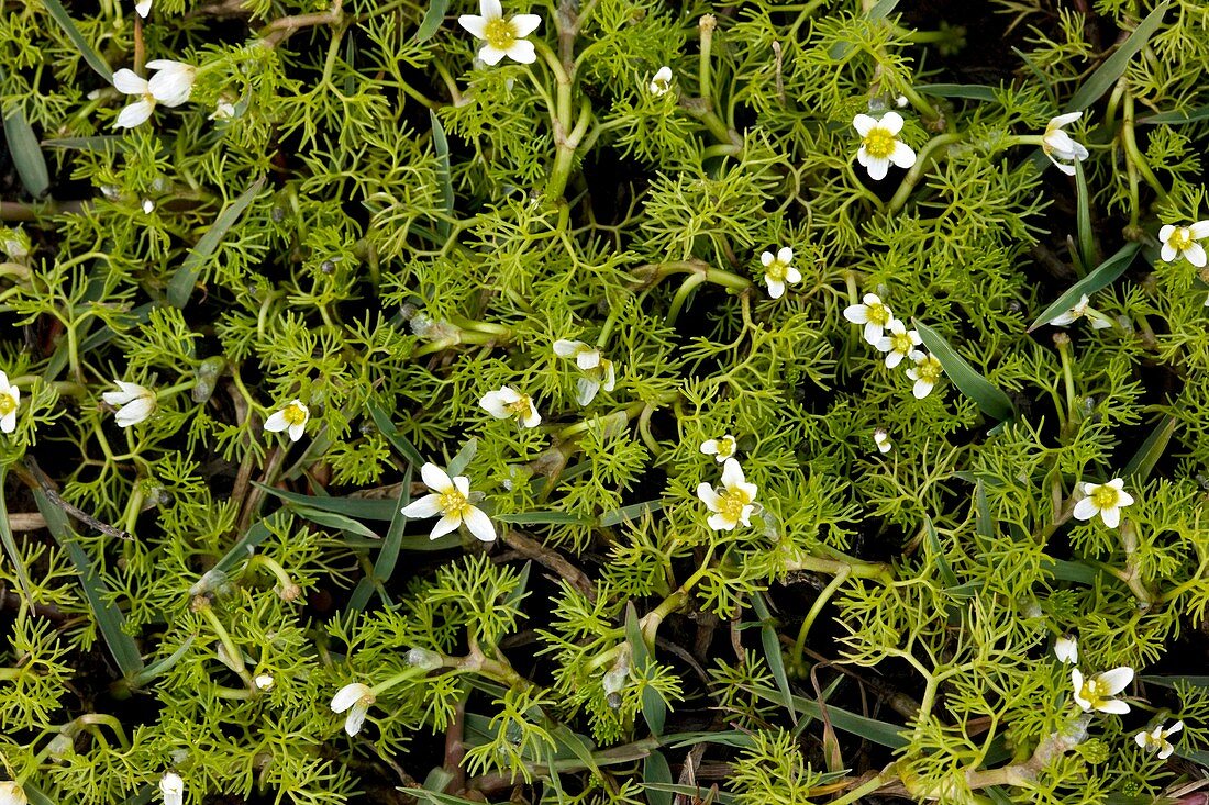 Ranunculus trichophyllus