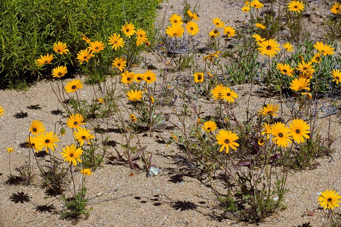 Namaqua daisies (Dimorphotheca sinuata)