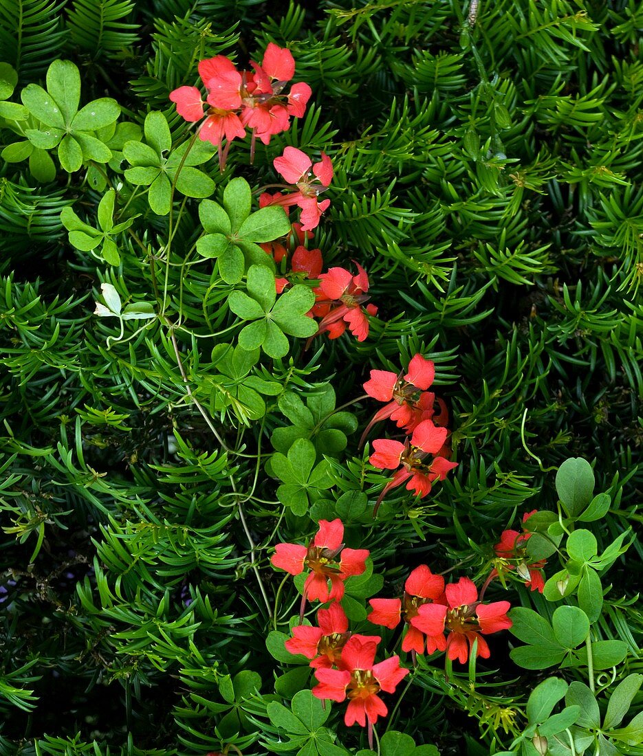 Flame flowers (Tropaeolum speciosum)