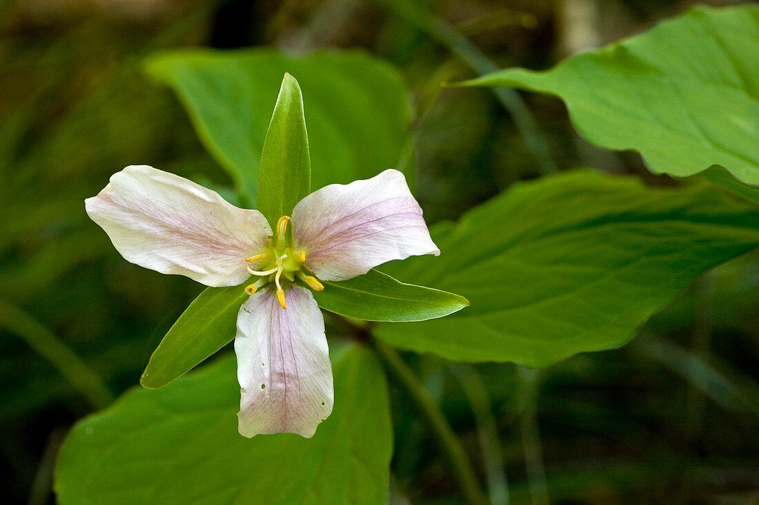 Western trillium (Trillium ovatum)