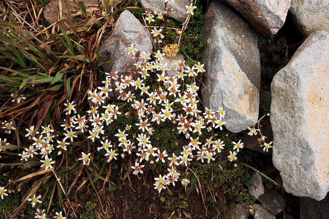 Tolmie's saxifrage (Saxifraga tolmiei)