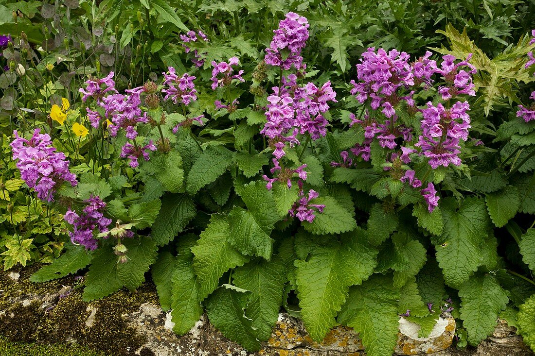 Stachys grandiflora flowers