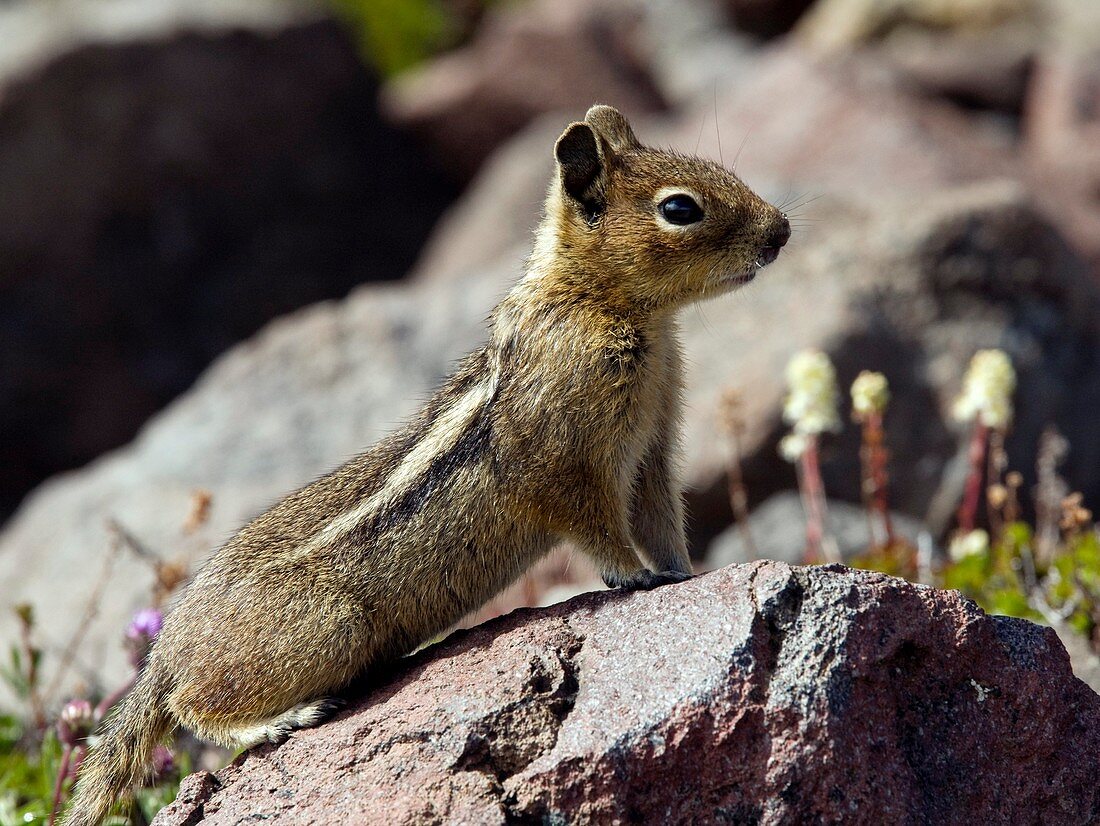 Golden-mantled ground squirrel on a rock