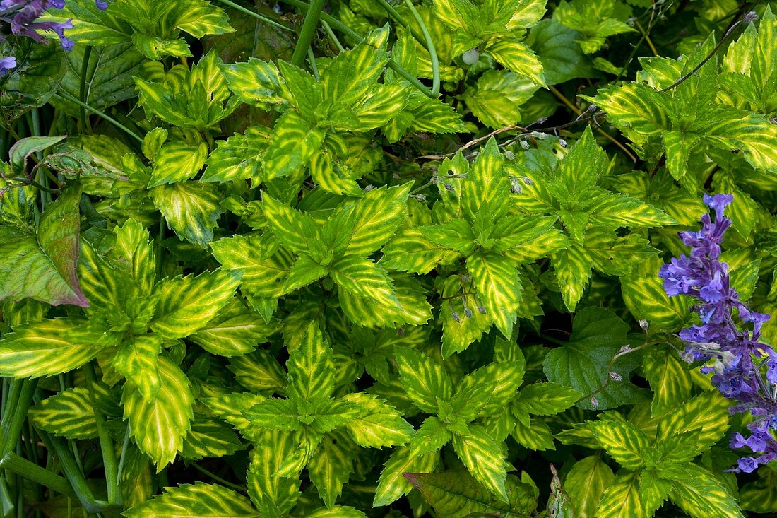 Mentha gracilis variegata