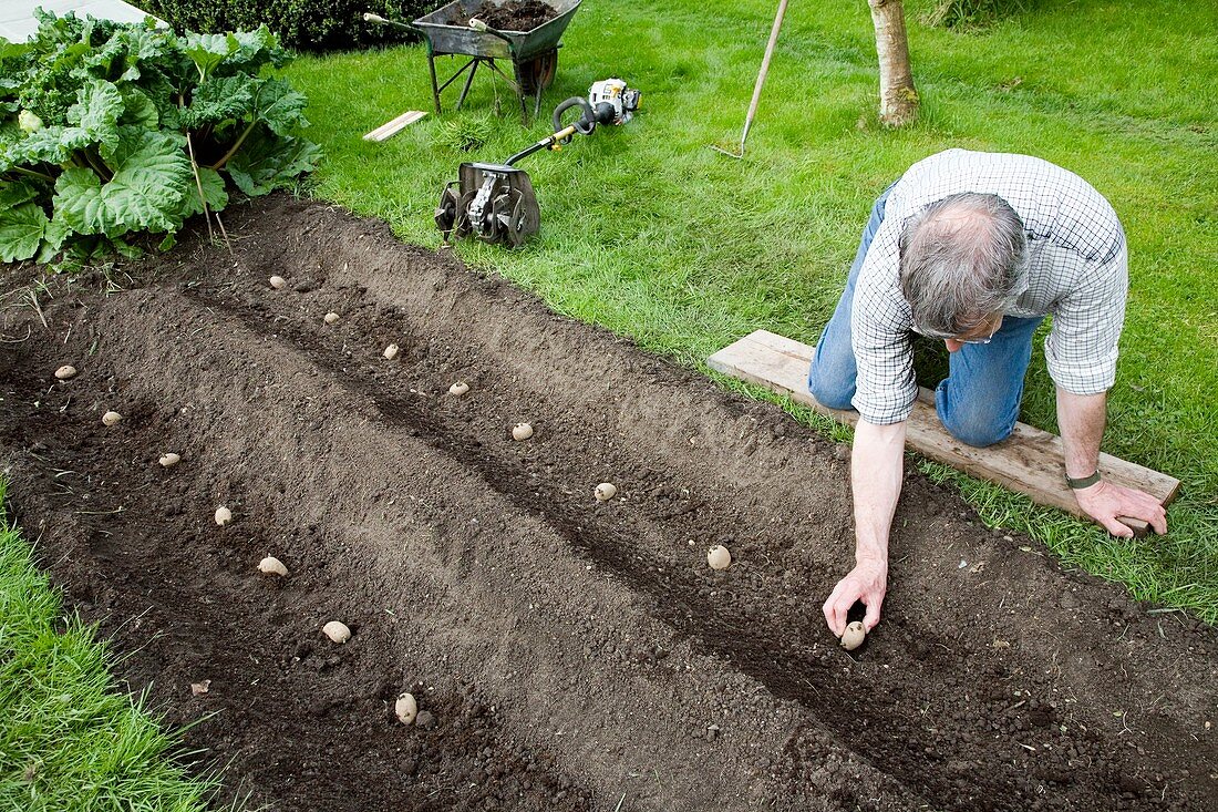 Gardener planting chitted potatoes