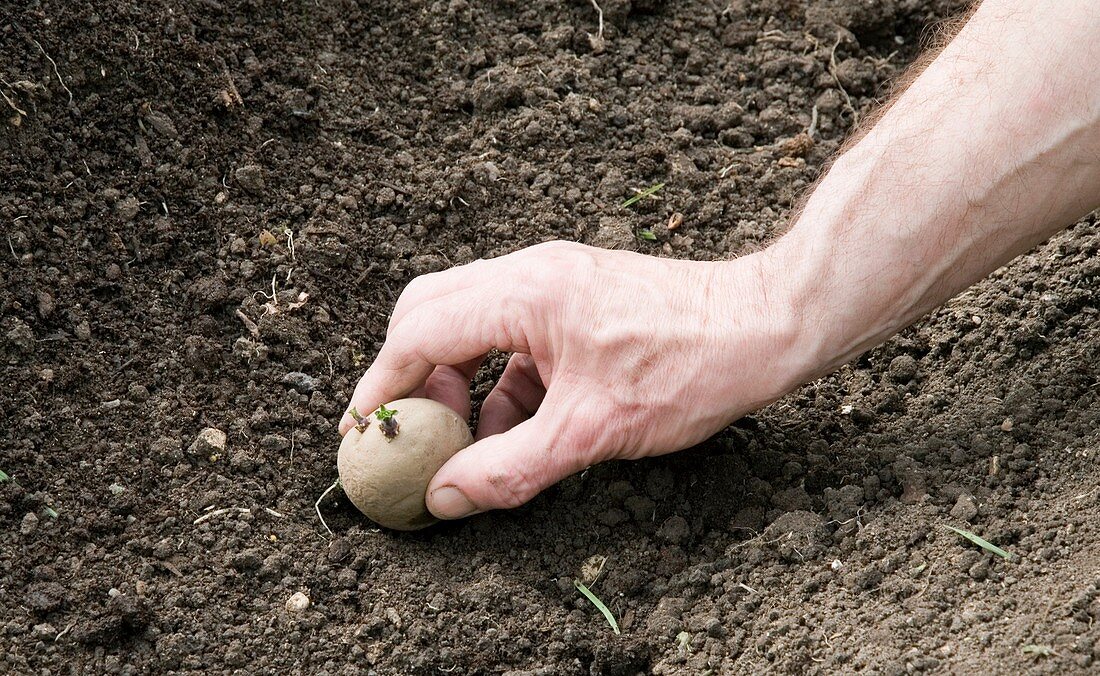 Gardener planting chitted potatoes