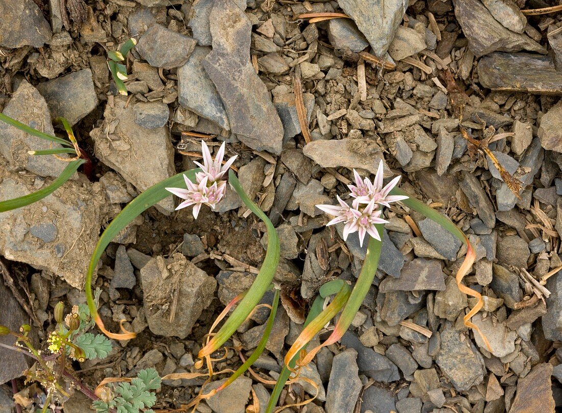 Olympic onion (Allium crenulatum)