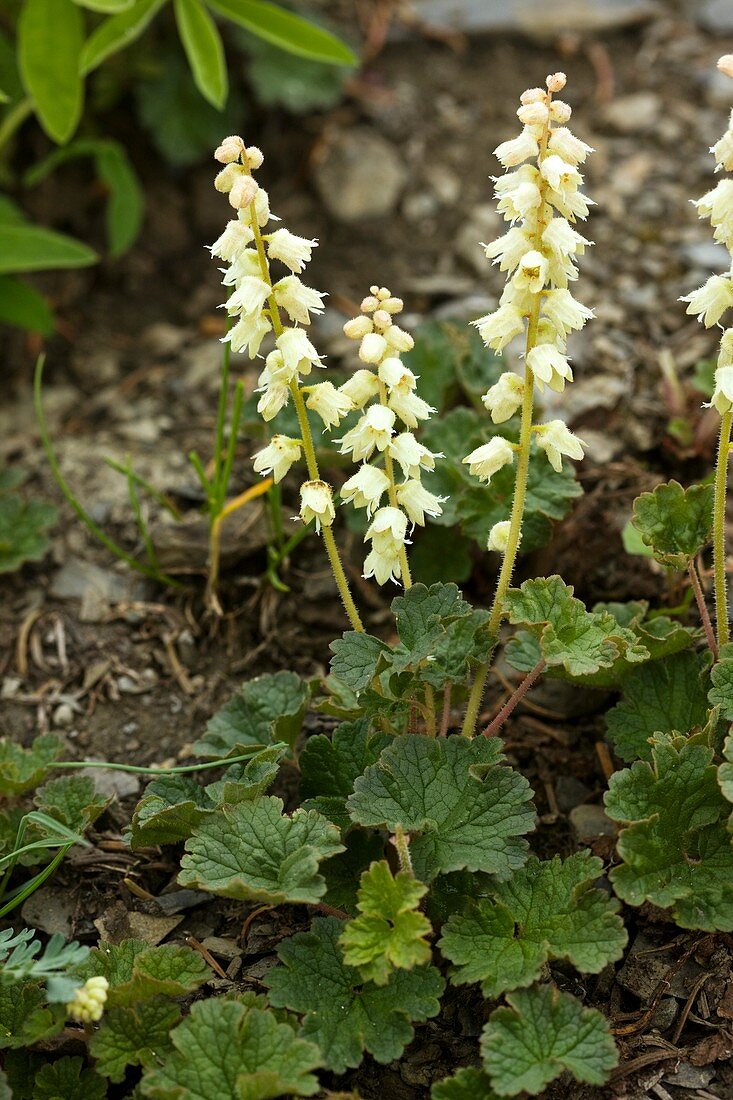 Yellow coralbells (Elmera racemosa)