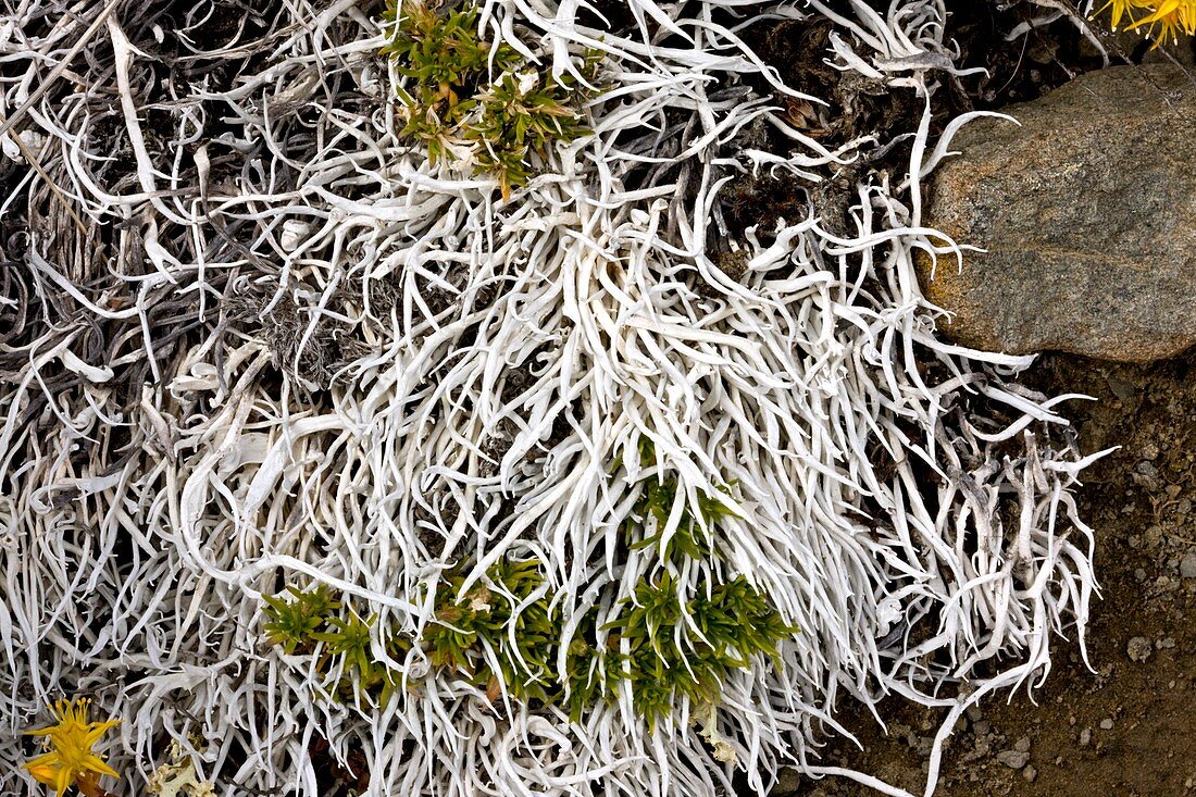 Whiteworm lichen (Thamnolia vermicularis)