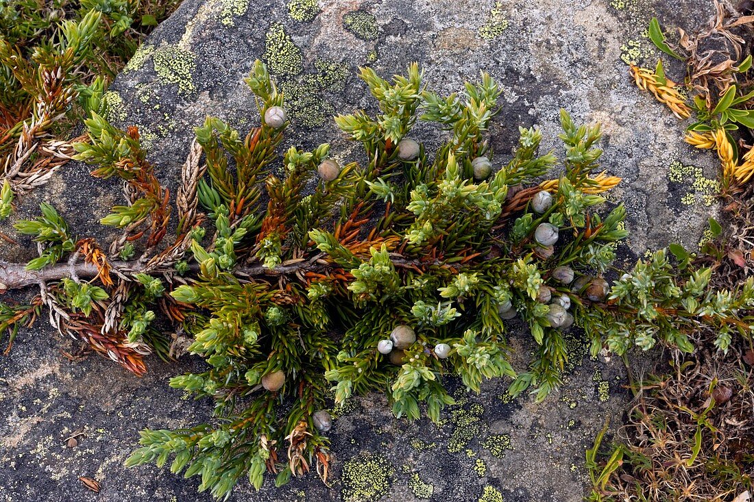 Dwarf common juniper (Juniperus communis)
